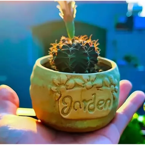 🌵 Xương rồng Gymnocalycium mini độc lạ – cây sống khỏe, dễ chăm