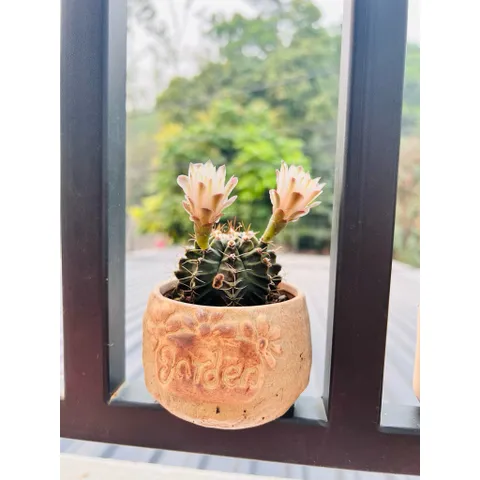 🌵 Xương rồng Gymnocalycium mini độc lạ – cây sống khỏe, dễ chăm