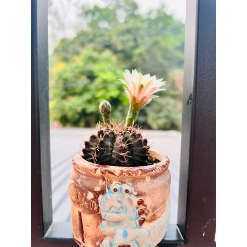 🌵 Xương rồng Gymnocalycium mini độc lạ – cây sống khỏe, dễ chăm