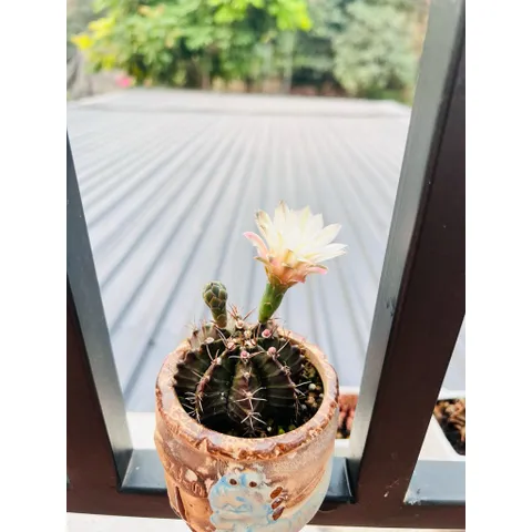 🌵 Xương rồng Gymnocalycium mini độc lạ – cây sống khỏe, dễ chăm