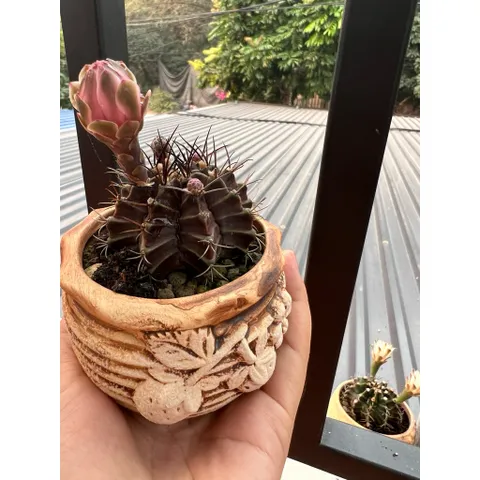 🌵 Xương rồng Gymnocalycium mini độc lạ – cây sống khỏe, dễ chăm