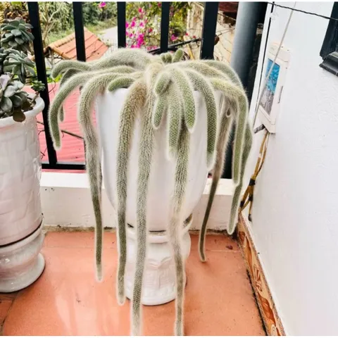 Xương rồng đuôi cáo 1 nhánh