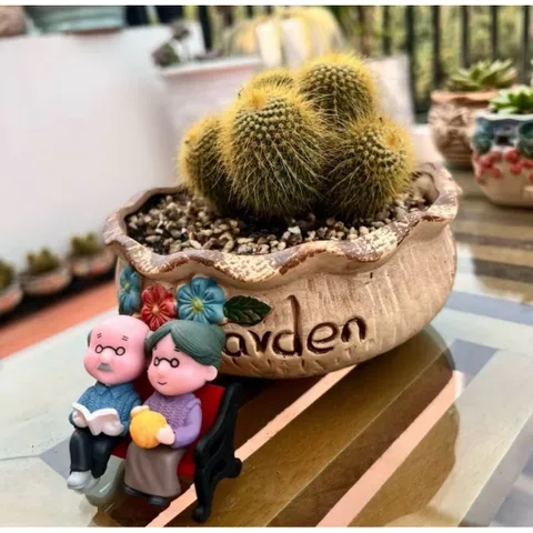 chậu xương rồng bóng vàng bụi đẹp