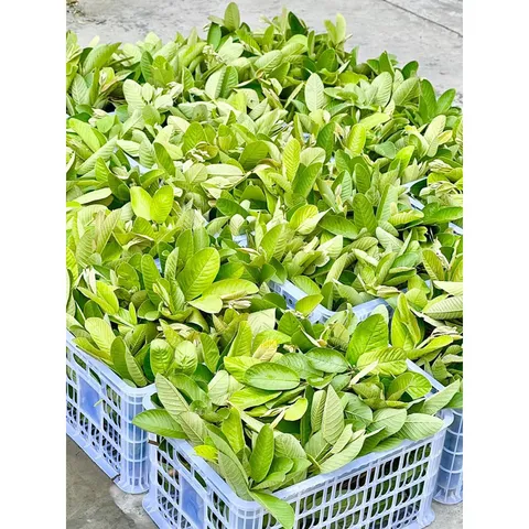 Combo 2 hộp trà búp ổi (hộp 60 gói -> 2 hộp 120 gói ) 801636