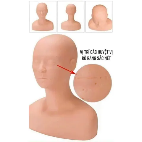 Đầu canh học massage cổ vai gáy (Có điểm bấm huyệt). Canh Lưng Silicon MC