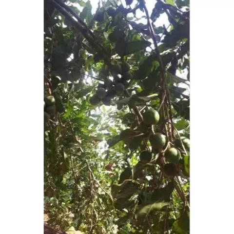 Hạt Macca Daklak sấy nứt vỏ túi Zip 500g