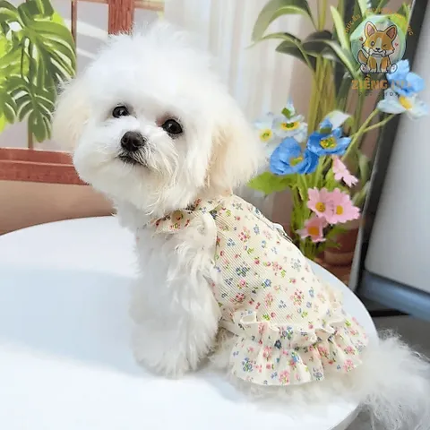Váy hoa nhí cổ bèo (Tặng kẹp nơ) cho thú cưng - Áo, váy cho chó mèo, thú cưng - Ziềng iu Petshop