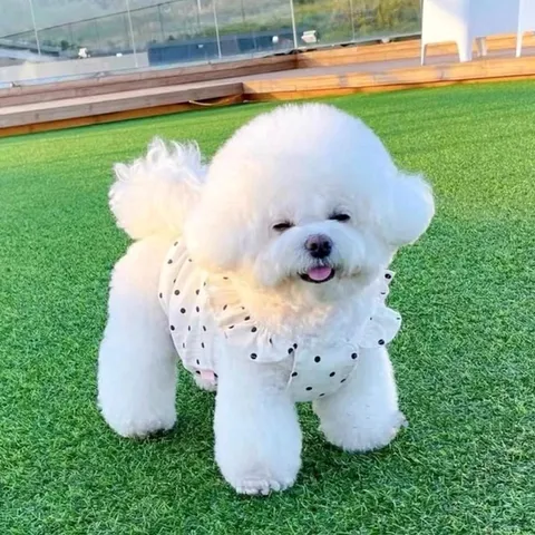 Váy chấm bi trắng kem (Tặng kẹp nơ) - Áo, váy cho chó mèo, thú cưng - Ziềng iu Petshop