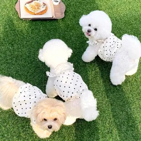 Váy chấm bi trắng kem (Tặng kẹp nơ) - Áo, váy cho chó mèo, thú cưng - Ziềng iu Petshop
