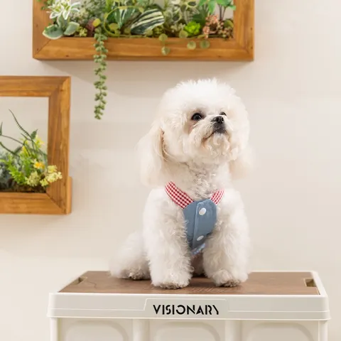 Yếm Jeans Hello cho Pet - Áo, váy cho chó mèo, thú cưng - Ziềng iu Petshop
