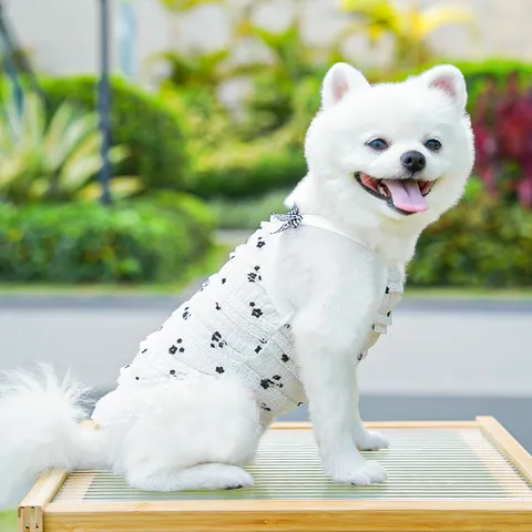 Váy Mây Trắng Ren (Tặng kẹp nơ) - Áo, váy cho chó mèo, thú cưng - Ziềng iu Petshop