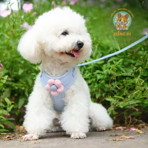 Dây dắt cúc họa mi - Dây dắt cho chó mèo, dây dắt thú cưng - Ziềng iu Petshop