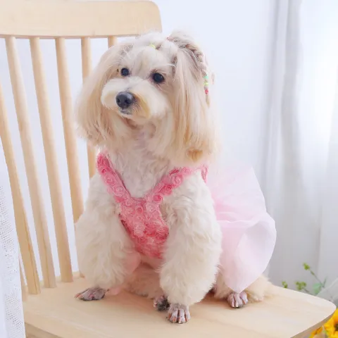 Váy Nàng Thơ Pink Rosette (Tặng kẹp nơ xinh) - Áo, váy cho chó mèo, thú cưng - Ziềng iu Petshop