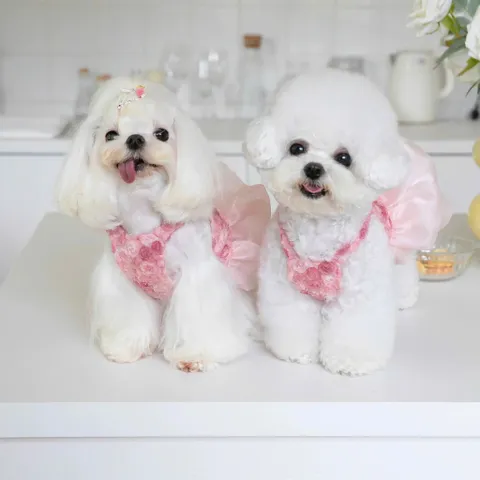 Váy Nàng Thơ Pink Rosette (Tặng kẹp nơ xinh) - Áo, váy cho chó mèo, thú cưng - Ziềng iu Petshop