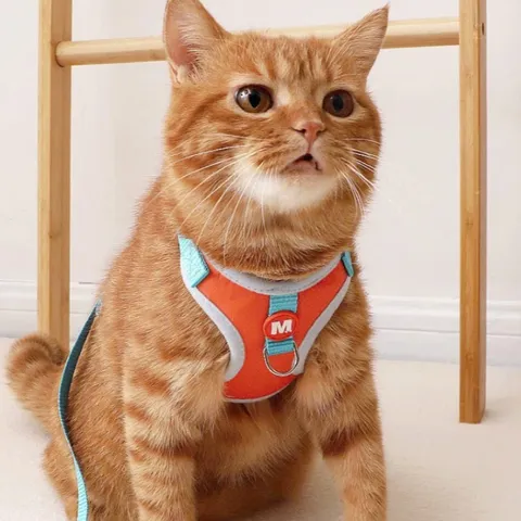 Dây dắt Voi Con cho thú cưng- Dây dắt cho chó mèo, dây dắt thú cưng - Ziềng iu Petshop