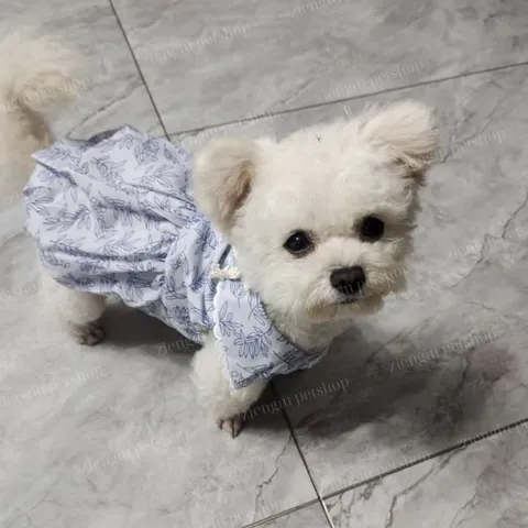 Váy xanh bồng bềnh (Tặng kẹp nơ) cho thú cưng - Áo, váy cho chó mèo, thú cưng - Ziềng iu Petshop