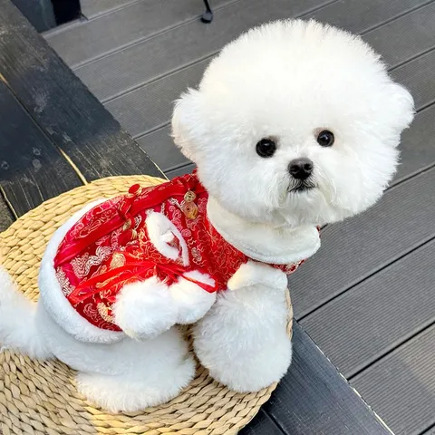 Áo Tết Đại Cát Đại Lợi (Tặng kẹp nơ), Áo Tết cho thú cưng - Áo, váy cho chó mèo, thú cưng - Ziềng iu Petshop