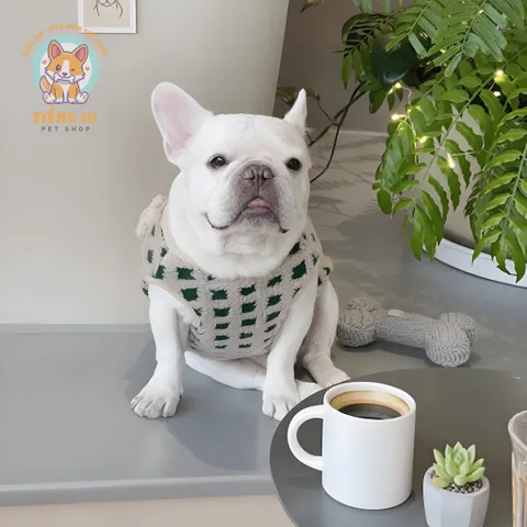 Áo khoác gile Gấu (Tặng kẹp nơ) cho thú cưng - Áo, váy cho chó mèo, thú cưng - Ziềng iu Petshop