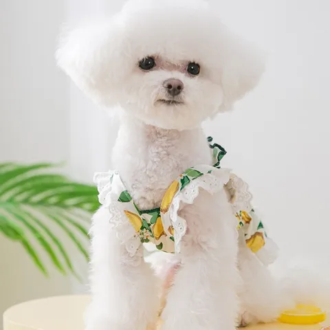 Váy Chanh Vàng cho thú cưng (Tặng kẹp nơ) - Áo, váy cho chó mèo, thú cưng - Ziềng iu Petshop
