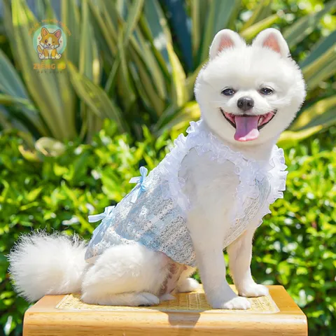Váy ren lưới Thanh Lam & Hạ Vàng (Tặng kẹp nơ) - Áo, váy cho chó mèo, thú cưng - Ziềng iu Petshop