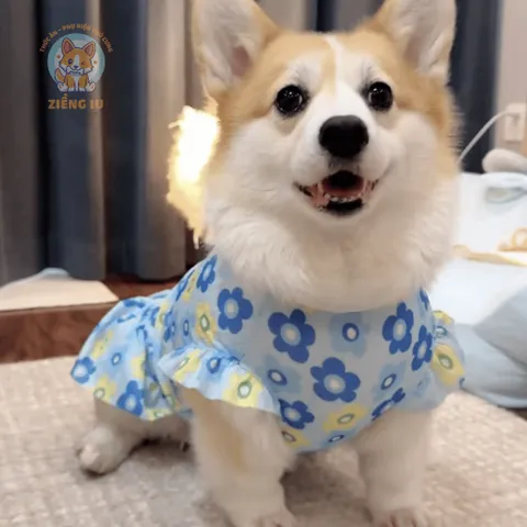 Váy Hoa Xinh (Có Size Lớn) cho thú cưng - Tặng kẹp nơ nhỏ - Áo, váy cho chó mèo, thú cưng - Ziềng iu Petshop