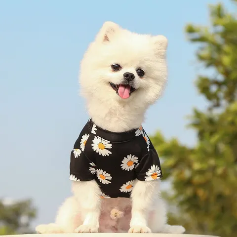 Áo thun hoa cúc G-Dragon - Blackpink - Áo, váy cho chó mèo, thú cưng - Ziềng iu Petshop