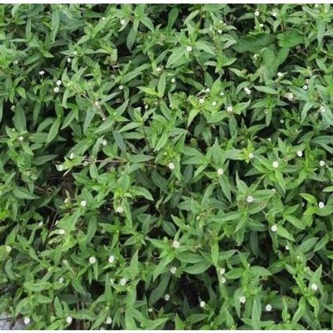 Cây Cỏ Mực, Nhọ Nồi 1kg tươi hoặc khô, làm đen tóc, kích thích mọc tóc, chống rụng tóc, mát gan, kháng khuẩn