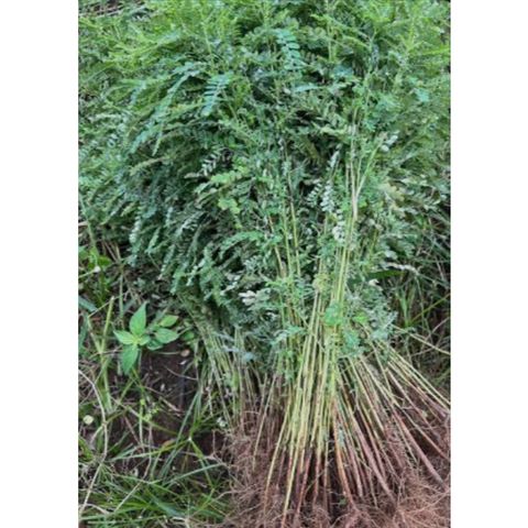 Cây Diệp Hạ Châu Tươi 1kg hay cây chó đẻ răng cưa khách đặt mới hái trong ngày