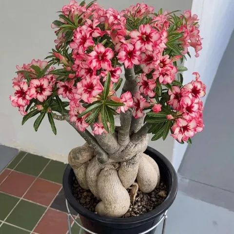 Hạt giống hoa sứ kép Thái Lan - Bịch 10 hạt – Mã số 1955 803441