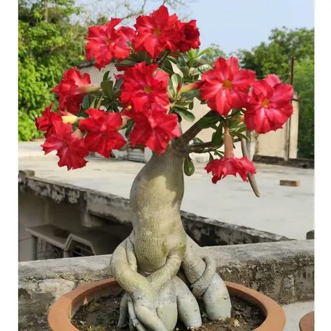 Hạt giống hoa sứ kép Thái Lan - Bịch 10 hạt – Mã số 1966 803442