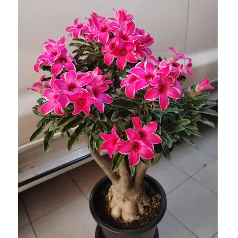 Hạt giống hoa sứ kép Thái Lan - Bịch 10 hạt – Mã số 2011 803459