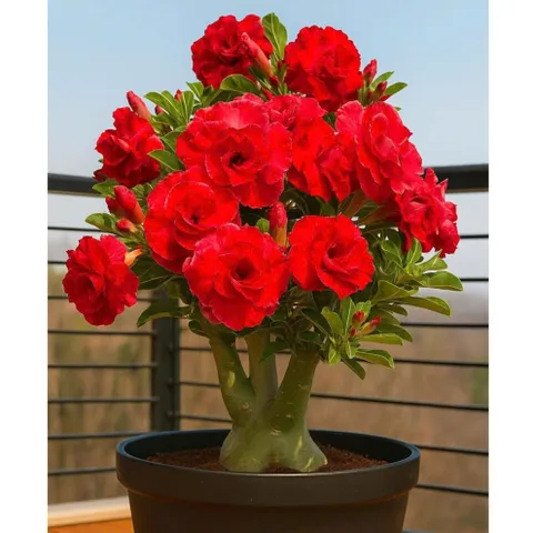 Hạt giống hoa sứ kép Thái Lan - Bịch 10 hạt – Mã số 2005 803470