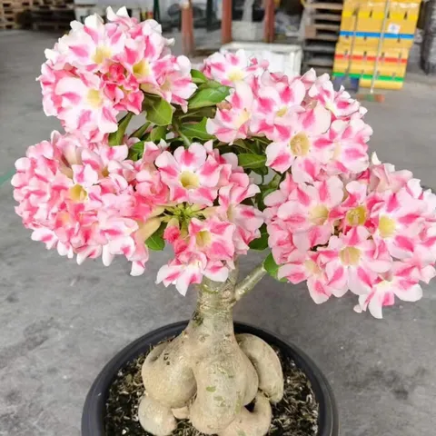 Hạt giống hoa sứ kép Thái Lan - Bịch 10 hạt – Mã số 1953 803476