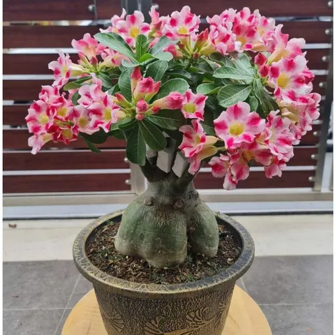 Hạt giống hoa sứ kép Thái Lan - Bịch 10 hạt – Mã số 1950 803479
