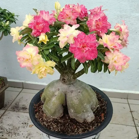 Hạt giống hoa sứ kép Thái Lan - Bịch 10 hạt – Mã số 1952 803480