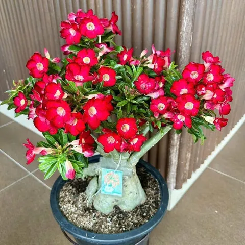Hạt giống hoa sứ kép Thái Lan - Bịch 10 hạt – Mã số 1588 803495