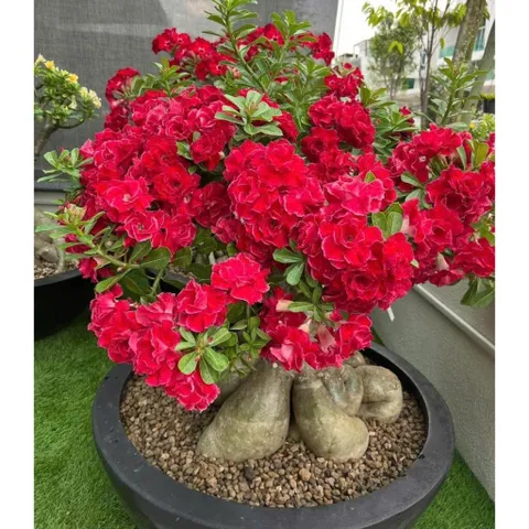 Hạt giống hoa sứ kép Thái Lan - Bịch 10 hạt – Mã số 1597 803503