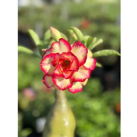 Hạt giống hoa sứ Thái Lan ghép hoa vàng viền cánh đỏ Thiên Vương - Bịch 10 hạt – Mã số 1237 803536
