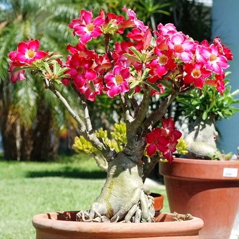 Hạt giống hoa sứ Thái Lan Bonsai cây lùn thân to mix màu hồng trắng - Bịch 10 hạt – Mã số 1115 803538