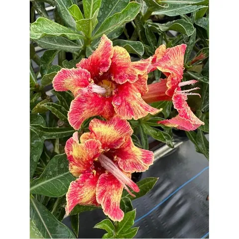 Hạt giống hoa sứ Taiwan ghép cánh to màu vàng đỏ - Bịch 10 hạt  – Mã số 1240 803561
