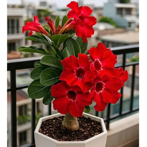 Hạt giống hoa sứ kép Thái Lan - Bịch 10 hạt – Mã số 2036 803620