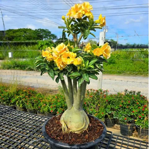 Hạt giống hoa sứ kép Thái Lan - Bịch 10 hạt – Mã số 2049 803624