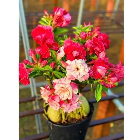 Bịch 10 hạt giống hoa sứ ghép hoa Thiên Vương 2 màu đỏ trắng cánh to nhiều tầng – Mã số 2095 803627