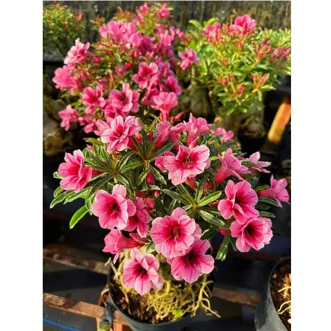 Bịch 10 hạt giống hoa sứ Thái Lan cánh tiên 5 cánh màu hồng – Mã số 2088 803629