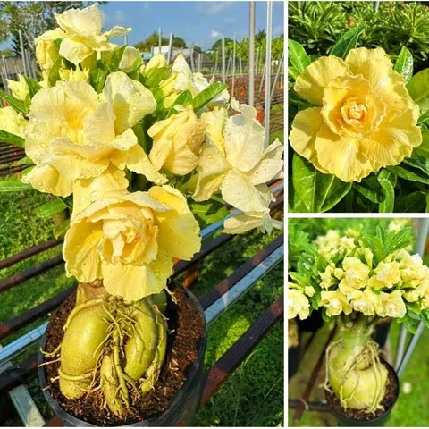 Bịch 10 hạt giống hoa sứ ghép Thái Lan hoa vàng cánh to – Mã số 2092 803633