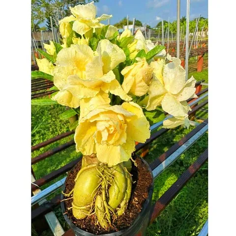 Bịch 10 hạt giống hoa sứ ghép Thái Lan hoa vàng cánh to – Mã số 2092 803633