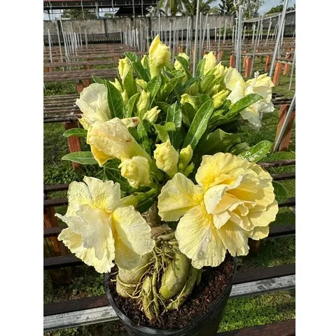 Bịch 10 hạt giống hoa sứ ghép Thái Lan hoa vàng cánh to – Mã số 2092 803633