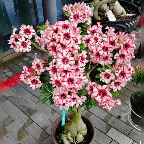 Hạt giống hoa sứ kép Thái Lan - Bịch 10 hạt – Mã số 2038 803641