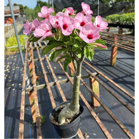 Bịch 10 hạt giống hoa sứ Thái Lan ái hồng – Mã số 2091 803646