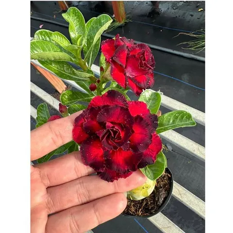 Bịch 10 hạt giống hoa sứ Thiên Vương cánh đỏ viền đen hoa to – Mã số 2087 803653